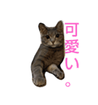 アコにゃんエマにゃん4（個別スタンプ：16）