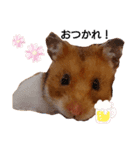 ハムスターきさちゃん（個別スタンプ：10）