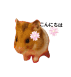 ハムスターきさちゃん（個別スタンプ：13）