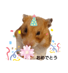 ハムスターきさちゃん（個別スタンプ：25）