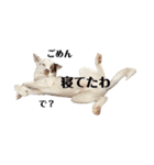 テン君スタンプだよー②（個別スタンプ：5）