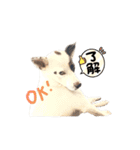 テン君スタンプだよー②（個別スタンプ：10）