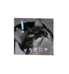 兄妹にゃんず（個別スタンプ：5）