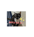 兄妹にゃんず（個別スタンプ：6）