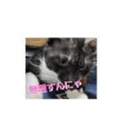 兄妹にゃんず（個別スタンプ：13）