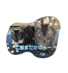 兄妹にゃんず（個別スタンプ：14）
