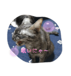 兄妹にゃんず（個別スタンプ：16）