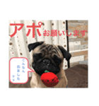 がじゅまるのお仕事（個別スタンプ：5）