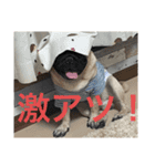 がじゅまるのお仕事（個別スタンプ：8）