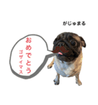 がじゅまるのお仕事（個別スタンプ：11）