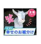 笑いヤギ〜いい事あるよ！〜（個別スタンプ：3）