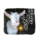 笑いヤギ〜いい事あるよ！〜（個別スタンプ：6）