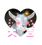 笑いヤギ〜いい事あるよ！〜（個別スタンプ：10）