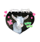 笑いヤギ〜いい事あるよ！〜（個別スタンプ：11）
