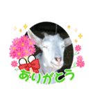 笑いヤギ〜いい事あるよ！〜（個別スタンプ：12）