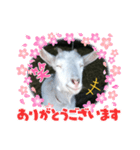 笑いヤギ〜いい事あるよ！〜（個別スタンプ：15）