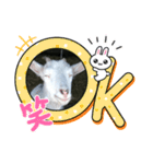 笑いヤギ〜いい事あるよ！〜（個別スタンプ：16）