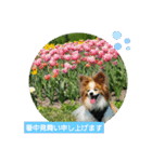 ぱぴぱぴパピヨン77（個別スタンプ：4）