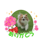 ぱぴぱぴパピヨン77（個別スタンプ：14）