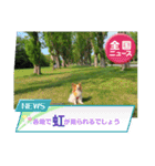 ぱぴぱぴパピヨン77（個別スタンプ：17）