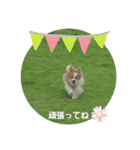 ぱぴぱぴパピヨン77（個別スタンプ：19）