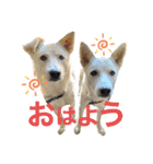 アマちゃんとシロちゃん3（個別スタンプ：1）