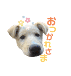 アマちゃんとシロちゃん3（個別スタンプ：2）