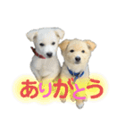 アマちゃんとシロちゃん3（個別スタンプ：12）