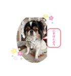 無敵わんちゃんSERA⑤（個別スタンプ：2）