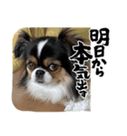 無敵わんちゃんSERA⑤（個別スタンプ：5）