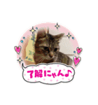 ちびミツ＆ニャンズ（個別スタンプ：11）