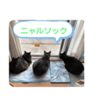 ちびミツ＆ニャンズ（個別スタンプ：20）