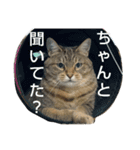 アコにゃんエマにゃん5（個別スタンプ：1）