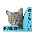 アコにゃんエマにゃん5（個別スタンプ：12）