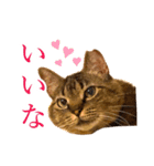 イケイケめぐ虎2（個別スタンプ：1）