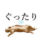 イケイケめぐ虎2（個別スタンプ：2）