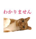 イケイケめぐ虎2（個別スタンプ：3）