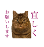 イケイケめぐ虎2（個別スタンプ：4）