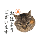 イケイケめぐ虎2（個別スタンプ：5）