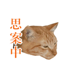 イケイケめぐ虎2（個別スタンプ：6）