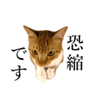 イケイケめぐ虎2（個別スタンプ：7）
