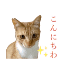 イケイケめぐ虎2（個別スタンプ：10）