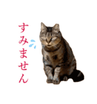 イケイケめぐ虎2（個別スタンプ：12）