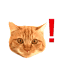 イケイケめぐ虎2（個別スタンプ：13）