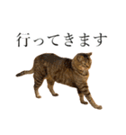 イケイケめぐ虎2（個別スタンプ：14）