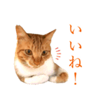イケイケめぐ虎2（個別スタンプ：15）