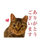 イケイケめぐ虎2（個別スタンプ：16）