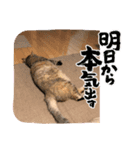 トラの日常の巻②（個別スタンプ：3）