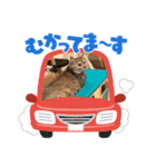 トラの日常の巻②（個別スタンプ：5）