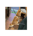 こむぎの感情スタンプ2（個別スタンプ：4）